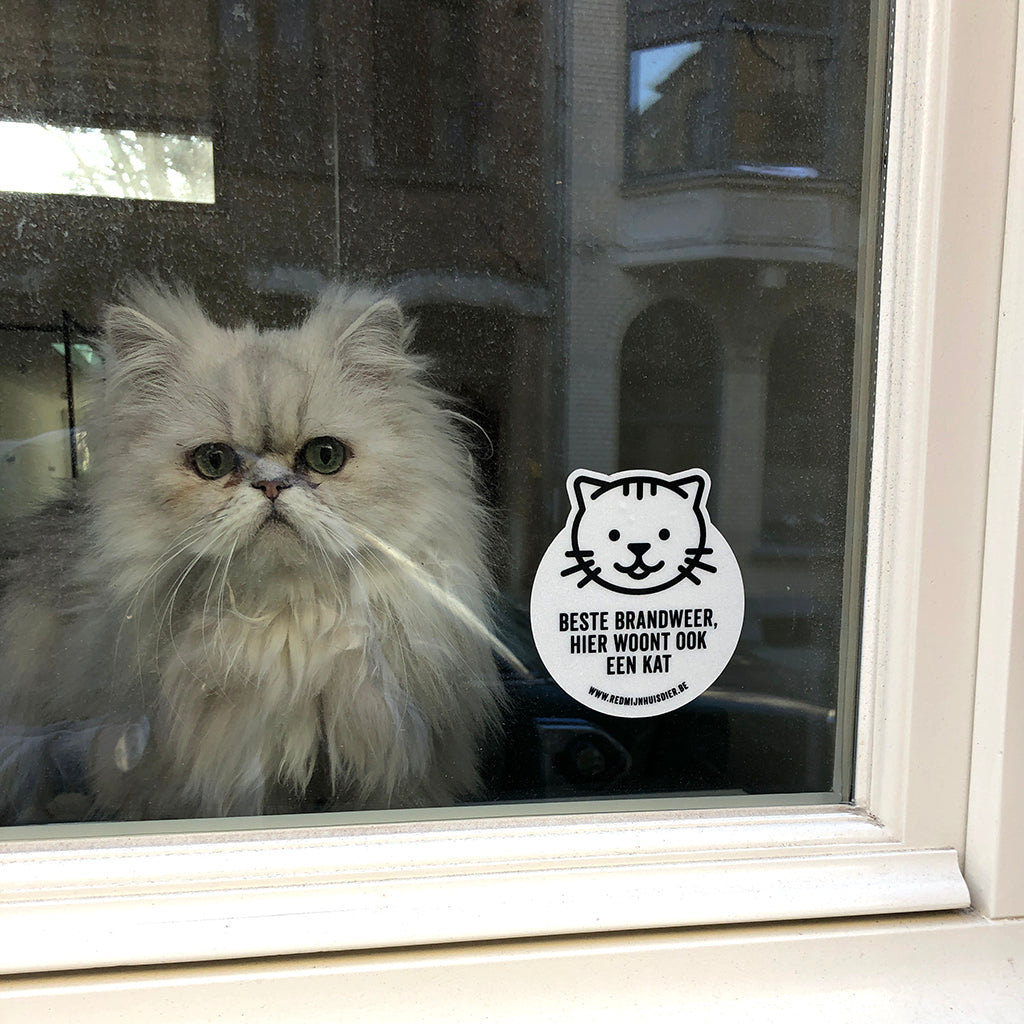 UN CHAT