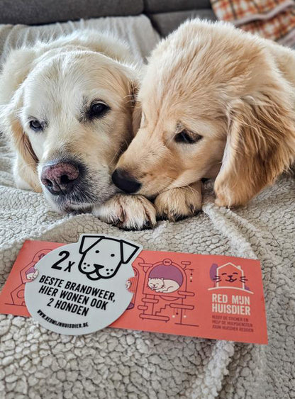 DEUX CHIENS